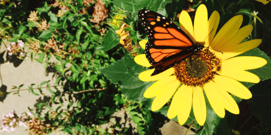 butterfly and flower